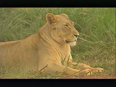 Kruger park
