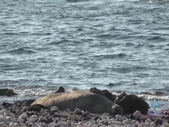 Amatør, Strand, Bikini, Blond, Kjole, Kjæreste, Orgasme, Kikker