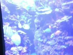 Bikini, Fingering, Flickvän, Onani, Olja, Pov, Tuttar, Vibrator