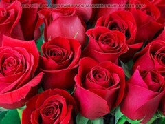 Anal, Soveværelse, Stor røv, Håndjob, Indier, Ældre kvinde, Mor jeg gerne vil kneppe, Mor