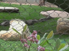 Bruinharig, Vriendin, Masturbatie, Dikke tepels, Roken, Tieten likken, Speelgoed, Vibrator