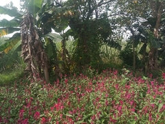 Χοντρή γυναίκα, Ζευγάρι, Σπιτικό, Ινδιάνος, Εκτός