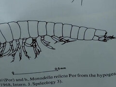Bbw stor vacker kvinna, Stor stjärt, Avsugning, Par, Naturliga tuttar, Pov, Tuttar, Fru