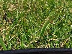 Sfavillanti, Video di donne in gonna, Guardone